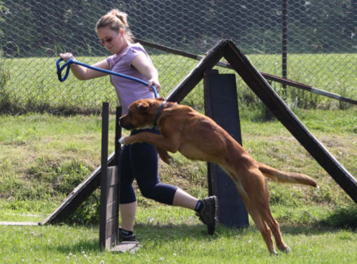 Kynologický kroužek